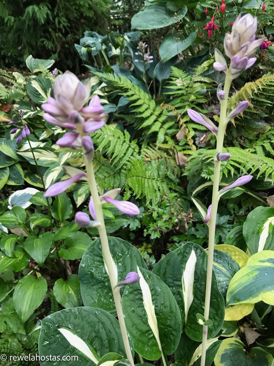 johnplant60's tweet photo. This persistent cold wet weather is certainly slowing down our Hosta flowers this is Hosta White Bikini with the flowers just waiting for a bit of warm weather, before they burst forth....
Hosta White Bikini will form a medium sized mound of about 18"-20" in height, by 40", wide. https://t.co/0ret0vStYa