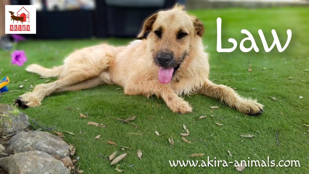 ShelterAkira's tweet image. Law is still waiting he is a big boy at 39kg and is wary of men. Good with older kids and friendly with the ladies.  Please contact us akirashelter@aol.com for more info. He can travel 
#teamzay #rehomehour #k9hour @MillieOTLFP @LisaClareRead2 @Nightowl400 @Marlene59165254
