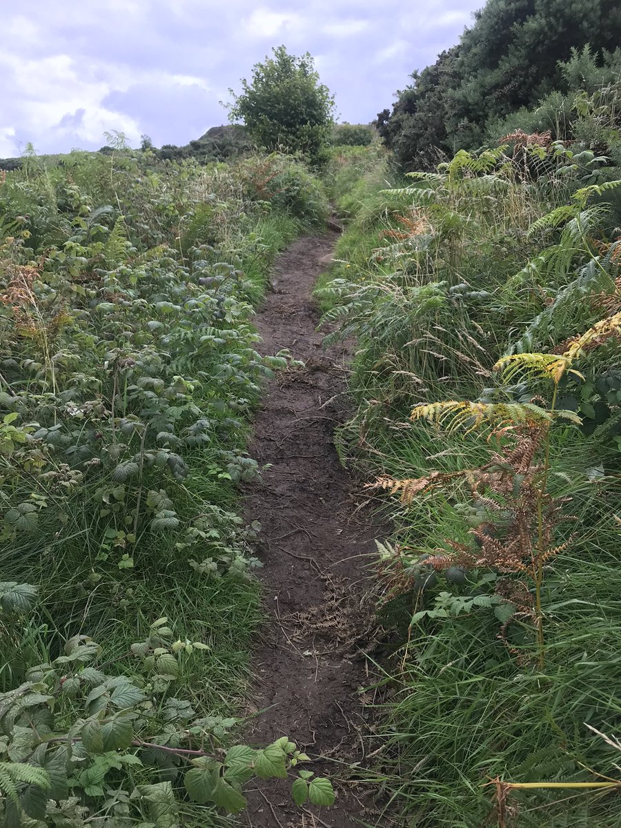 A walk round #Cavehill to check on recent work on the Middle Trail, all good 👍🏻