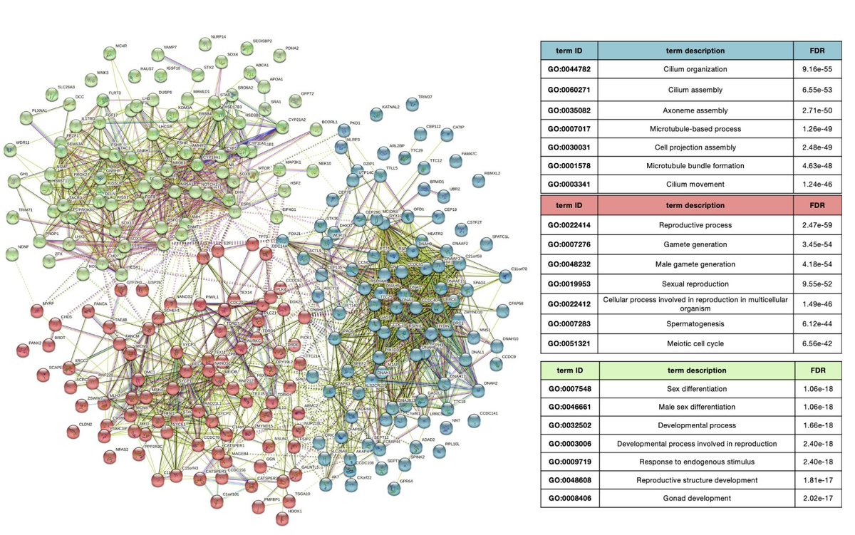 🧬Our study shows that 12.1% of men with idiopathic MFI have a genetic cause. We used WES to identify rare monogenic forms of infertility 🔍NGS combined with our curated pipeline reveals significant Mendelian causes of infertility 🔗 dx.plos.org/10.1371/journa…