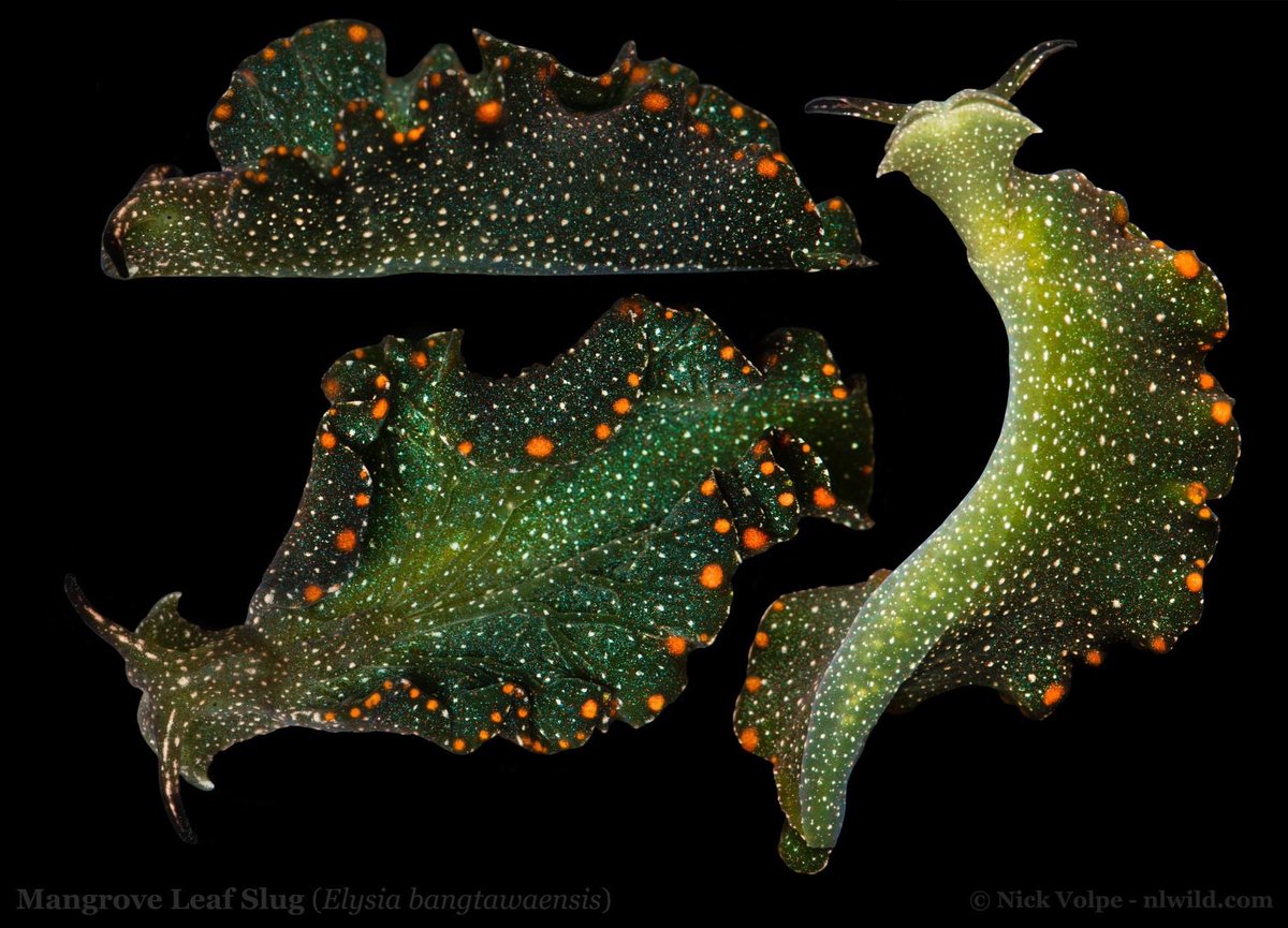 nvolpewild's tweet photo. Painted with the galaxy! 🌌🎨

PLEASE meet one of the most INTERESTING animals in the entire world - it can even photosynthesize! 🌎⬇️

The Mangrove Sea Slug is a beautiful and bizarre mollusc that lives in the mangroves of south-east Asia and Australia. It is extremely ephemeral and will pop up in a mangrove swamp in their hundreds for a short time, then none will be seen again for decades! 🤯

If that wasn't already strange enough, they feed on algae and are able to retain the chloroplasts and derive energy from them via photosynthesis!!!! 🌱☀️

Last of all, they look exactly like fallen mangrove leaves, so when they are together in their hundreds they essentially can go unnoticed! 
We had this phenomenon one night when we went to a spot we had been to dozens of times before in Darwin and it was covered with these amazing slugs?
Confused, we emailed mollusc expert Dr. Richard Willan and he said they had only been discovered in Darwin in 2016, even though they had been surveying mangroves for decades! 🌳

Nature is INCREDIBLE!!!!! 🤯