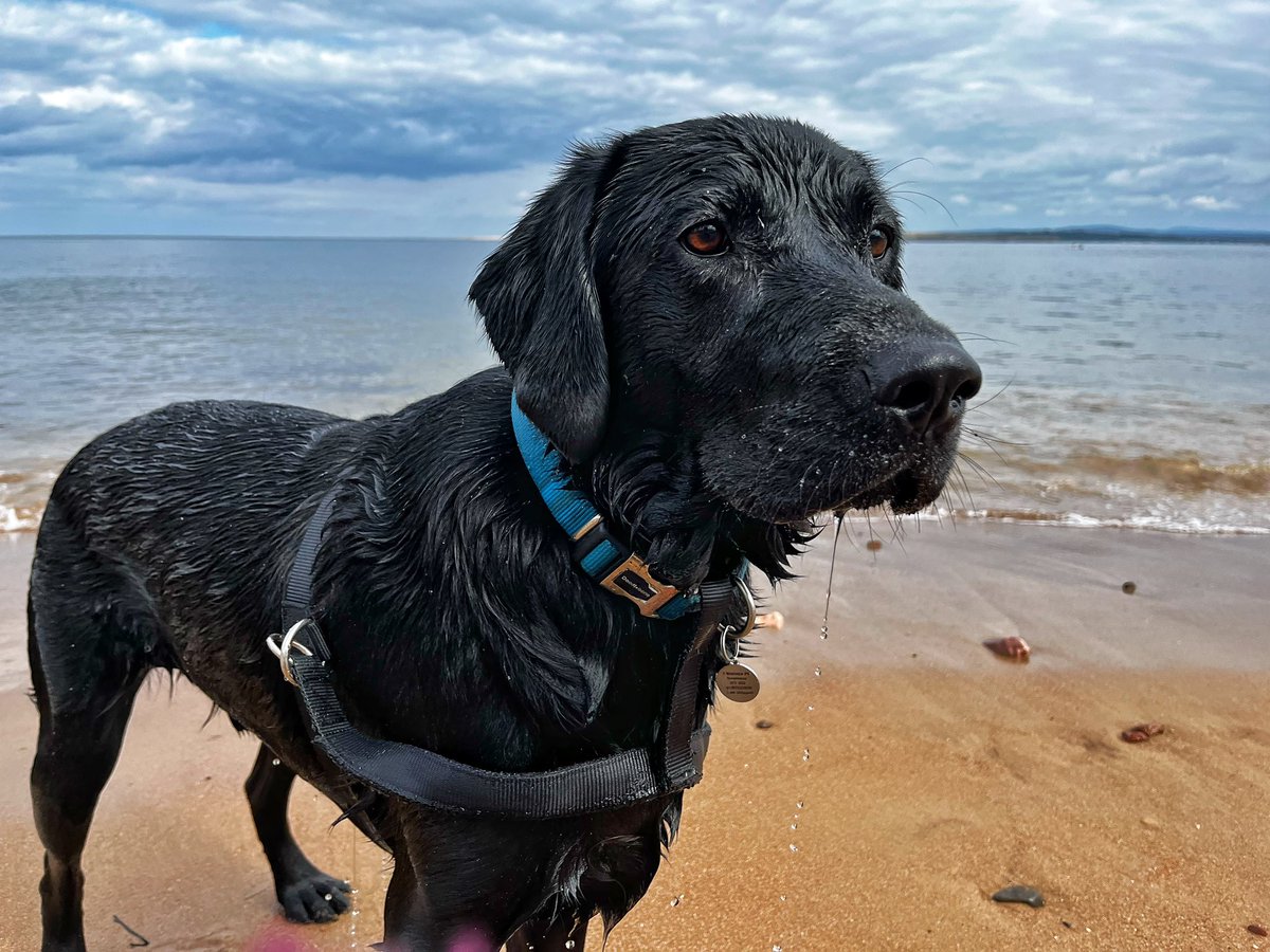 AlfieWoofWoof 🌈 & Dougal tweet media