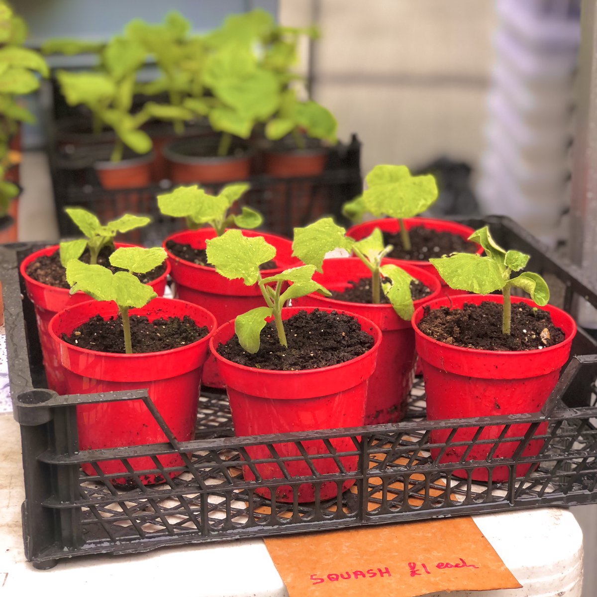 Surrey Markets tweet media