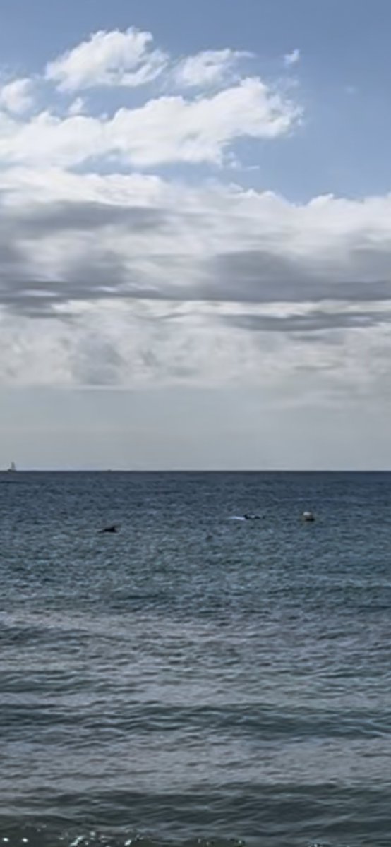 Joel_Proleger's tweet photo. Delfines en el Masnou! https://t.co/ETn0VG6FJZ