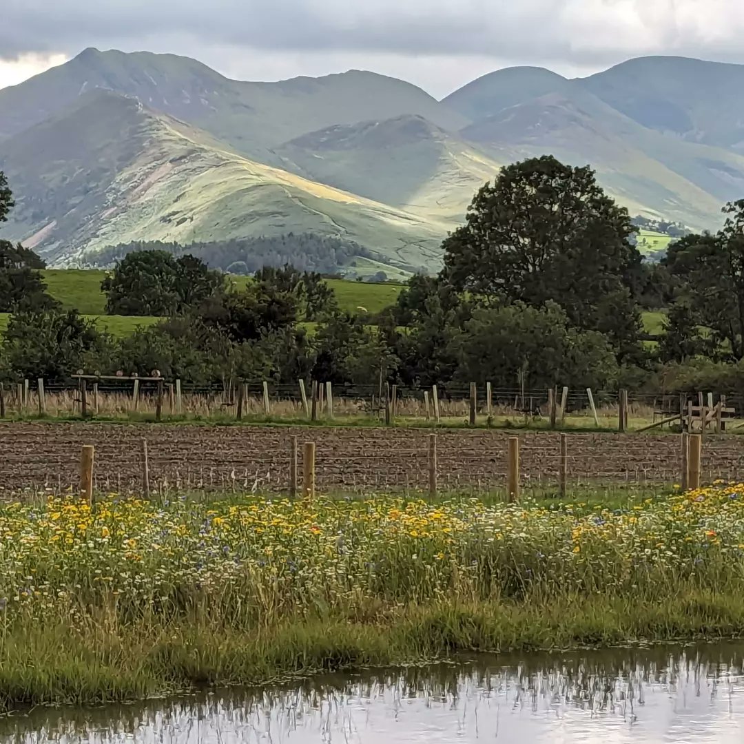 Joe Saxton tweet media