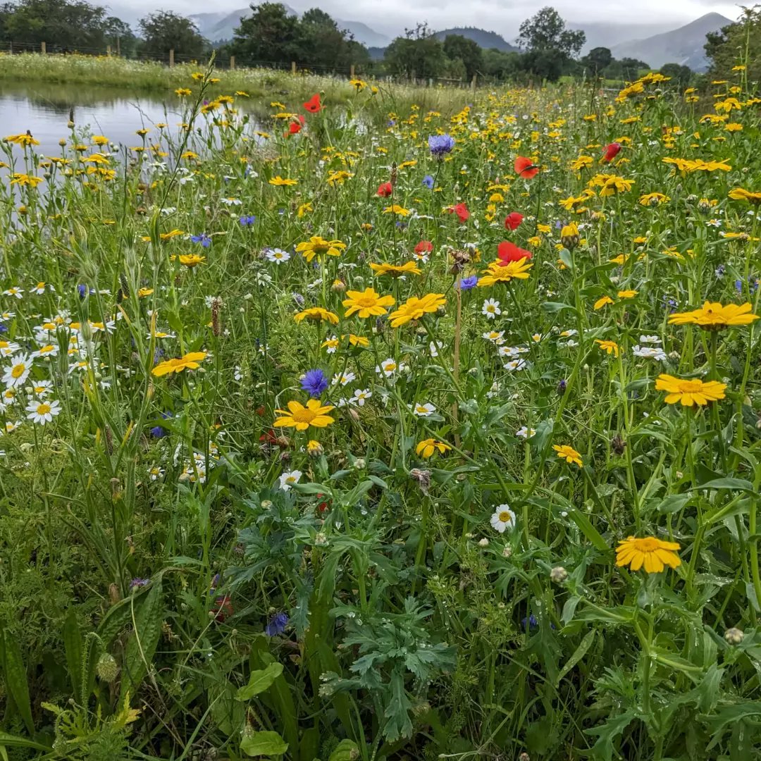 Joe Saxton tweet media