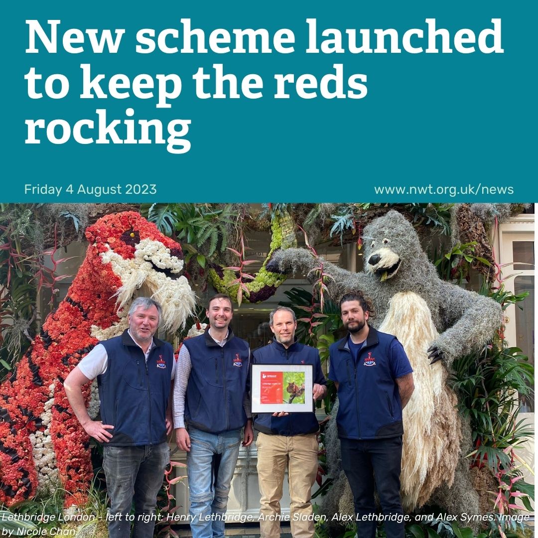 Conservation group Red Squirrels Northern England (RSNE), which works to protect red squirrels in the region and beyond, has launched its very first corporate membership scheme. Read more: nwt.org.uk/news/new-schem…
