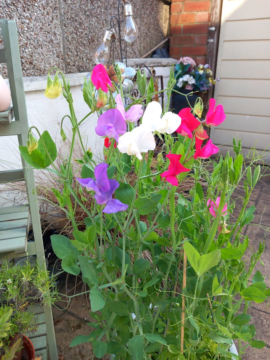 clare_co6's tweet photo. Remembering our beautiful butterfly angel, Alice 🦋  home grown sweet peas just for you #birthdaymemories 
#alwaysremembering 🦋
#neverforgetting 🦋 https://t.co/QSZ1jEYQC1