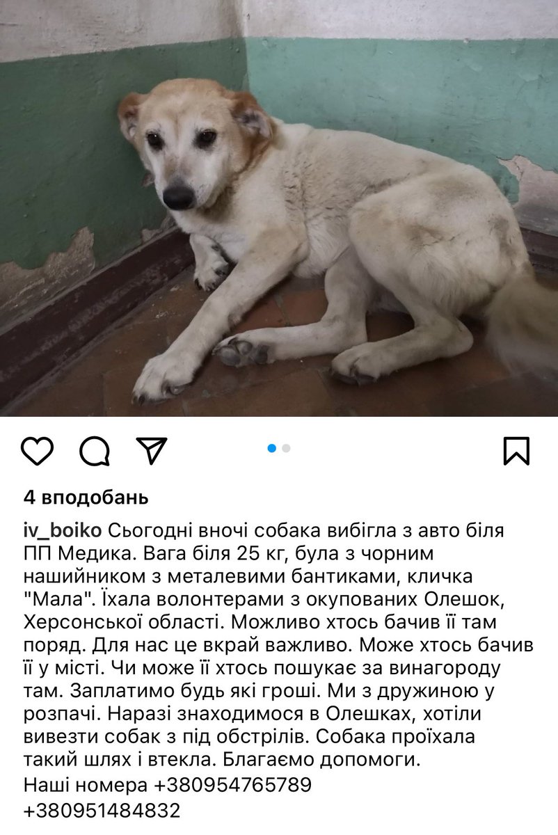 ТЕРМІНОВО І ДУЖЕ ВАЖЛИВО 
це пес моїх знайомих, вивозили з Олешок, але вона загубилась 

Можливо, хтось з ваших знайомих проживає біля кпп Медика і може за гроші пошукати собаку

Будь ласка, зробіть ретвіт
Люди, знаходячись в окупації доклали неймовірних зусиль, щоб її врятувати