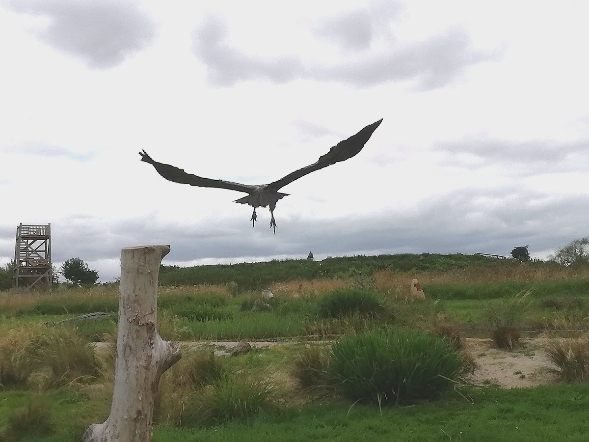 Mark Kenny (@markkenster) on Twitter photo Fantastic day out yesterday with family at the Andover <a href="/HawkConservancy/">Hawk Conservancy Trust</a> ๐ฆ
๐ฆLots of live displays, super educational & really brings home the range of environmental challenges facing these amazing species! #birdsofprey #nature #conservation #endangeredspecies Fantastic day out yesterday with family at the Andover <a href="/HawkConservancy/">Hawk Conservancy Trust</a> ๐ฆ
๐ฆLots of live displays, super educational & really brings home the range of environmental challenges facing these amazing species! #birdsofprey #nature #conservation #endangeredspecies