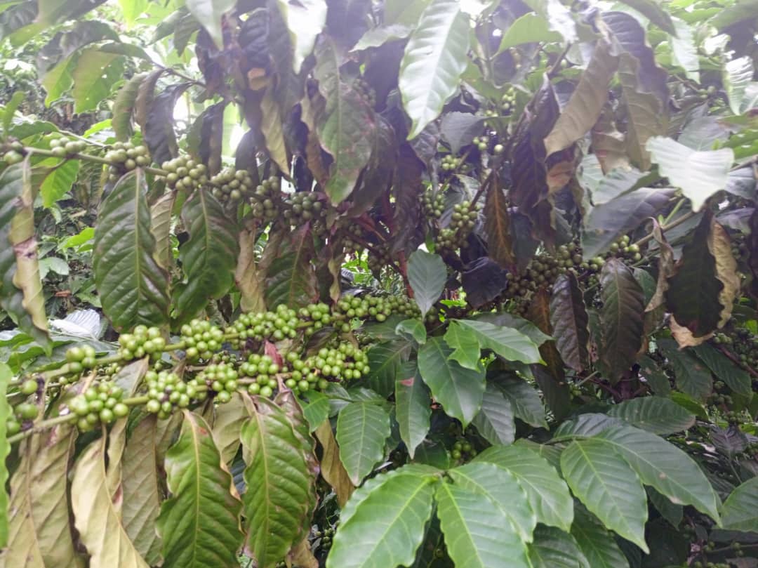 TaddewoS's tweet photo. You think Robusta Coffee can't do well in Northern Uganda? You've got to change your mindset. The coffee in the attached photos is in Okwongodul Sub County, Dokolo District. Isn't it doing well? Story loading..
📸: Alex Abaca
#CoffeeIsTheThing 
@CoffeeUganda @NaCORIUganda https://t.co/ssXsnM3Ptj