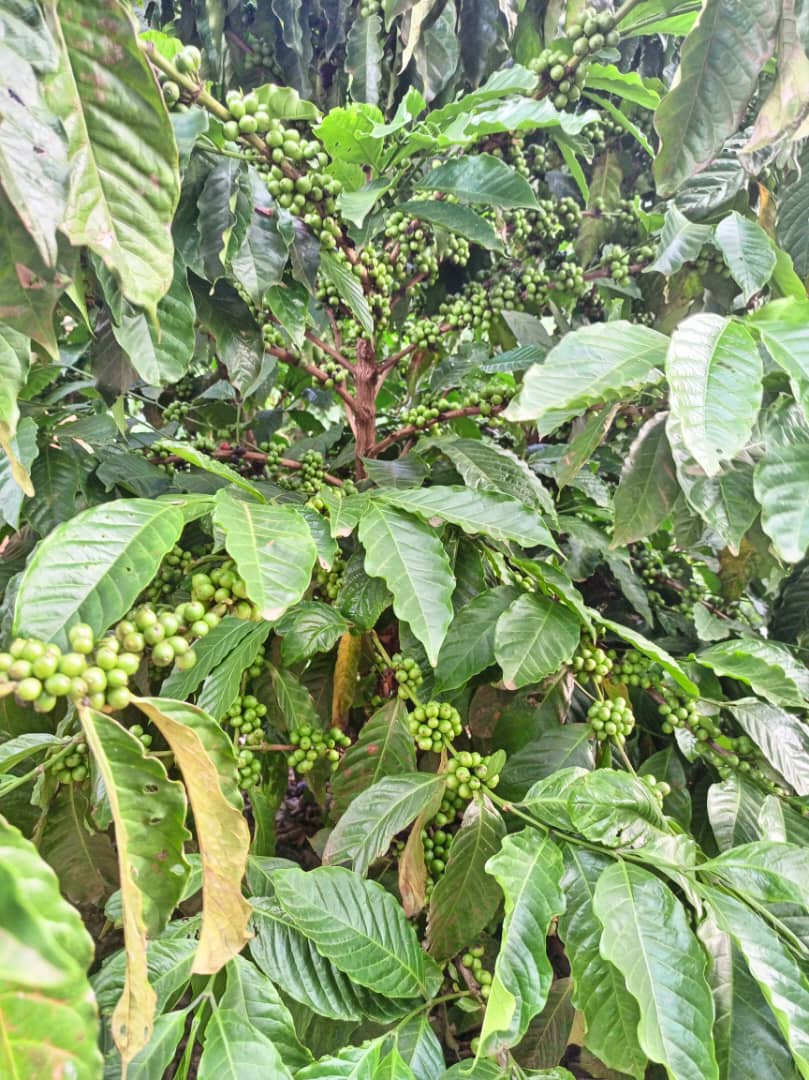 TaddewoS's tweet photo. You think Robusta Coffee can't do well in Northern Uganda? You've got to change your mindset. The coffee in the attached photos is in Okwongodul Sub County, Dokolo District. Isn't it doing well? Story loading..
📸: Alex Abaca
#CoffeeIsTheThing 
@CoffeeUganda @NaCORIUganda https://t.co/ssXsnM3Ptj