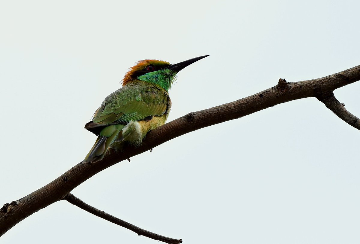 zipc109's tweet photo. @NikonIndia Nikon Z8 with Z800 lense https://t.co/FIvj1Lj5F7
