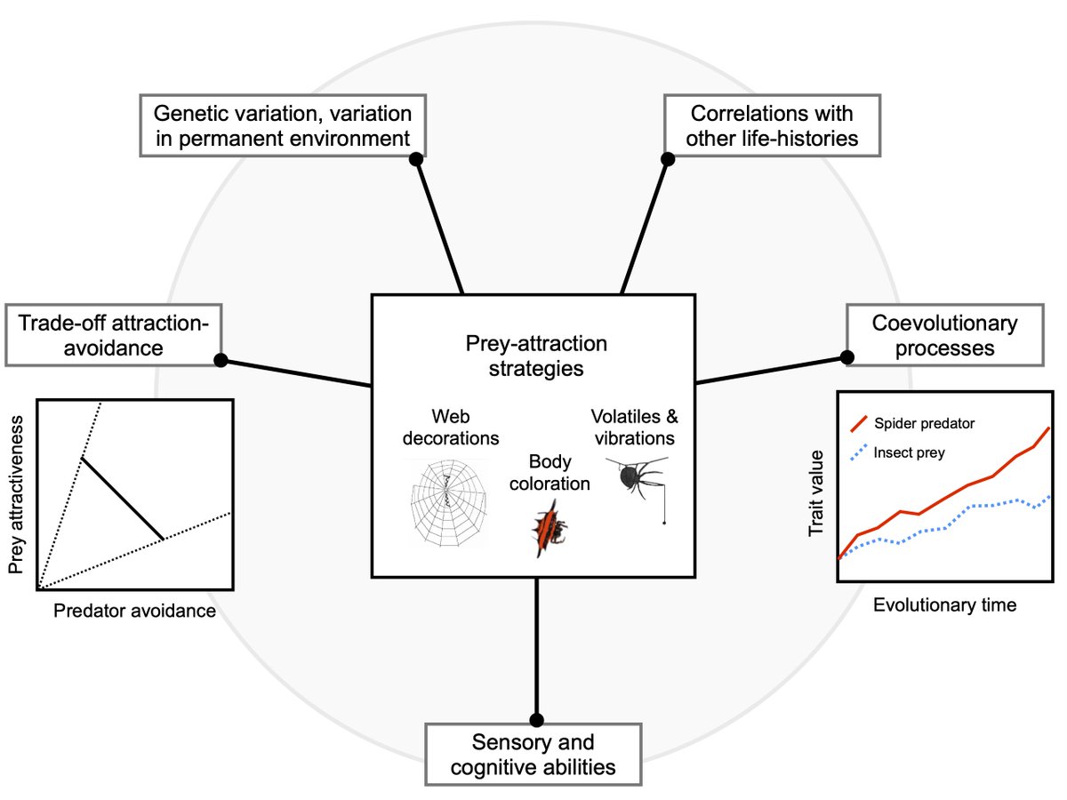 New synthesis paper out in the journal #Oecologia! We reviewed the literature on prey‑attraction strategies in spiders, highlighting the role of a trade-off between foraging &amp; predator avoidance in the evolution of predator-prey interactions 👇

doi.org/10.1007/s00442…