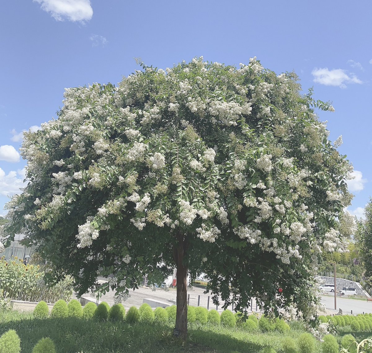 なーと◂Ⓘ▸ tweet media