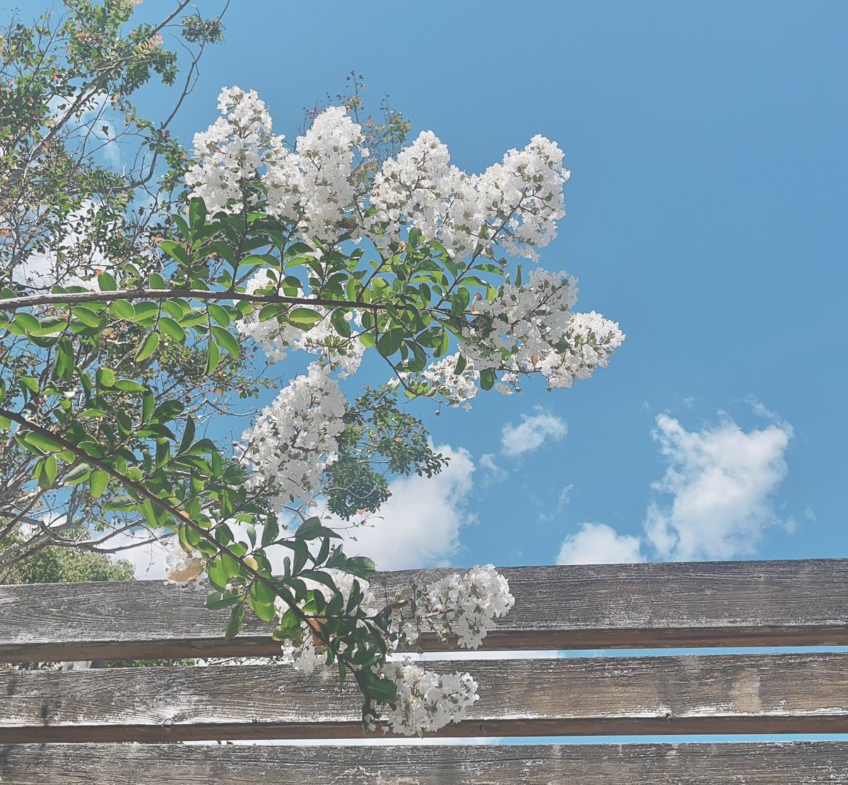 なーと◂Ⓘ▸ tweet media