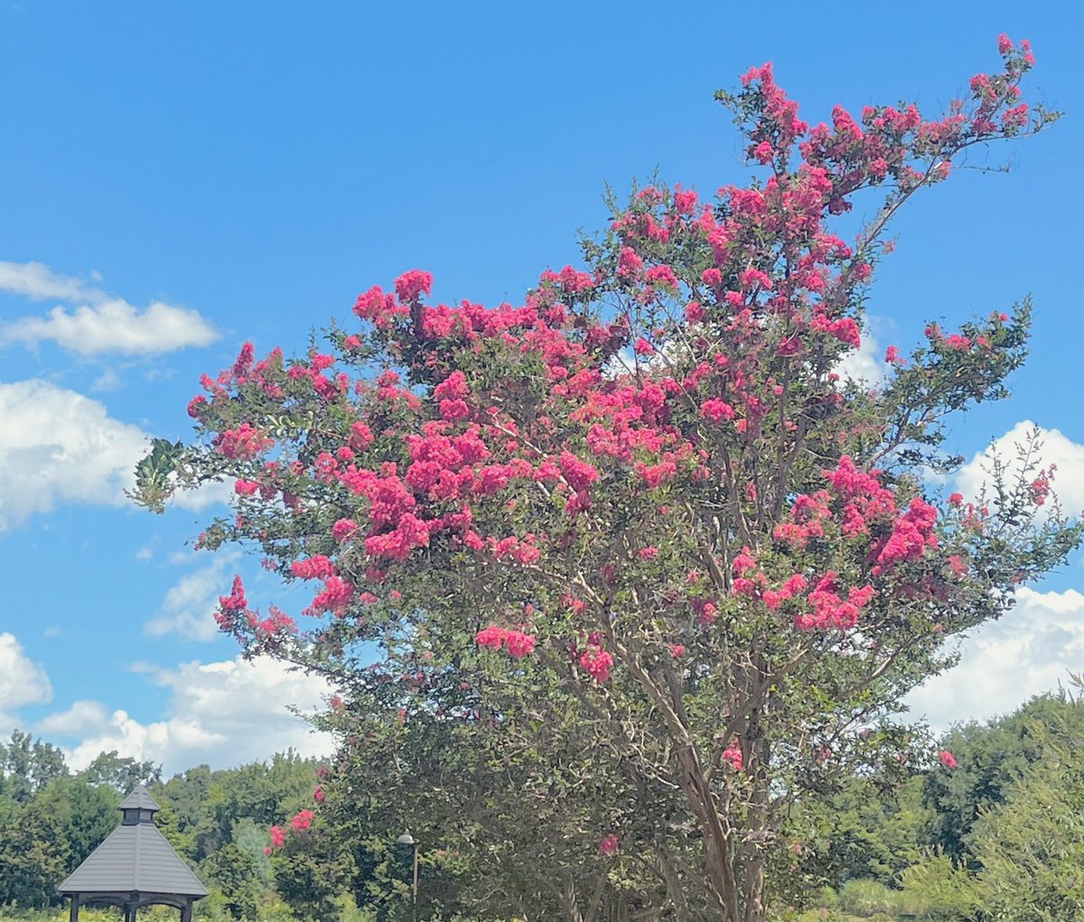 なーと◂Ⓘ▸ tweet media