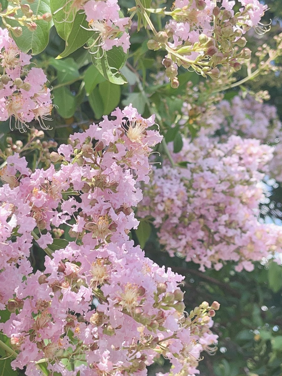 なーと◂Ⓘ▸ tweet media