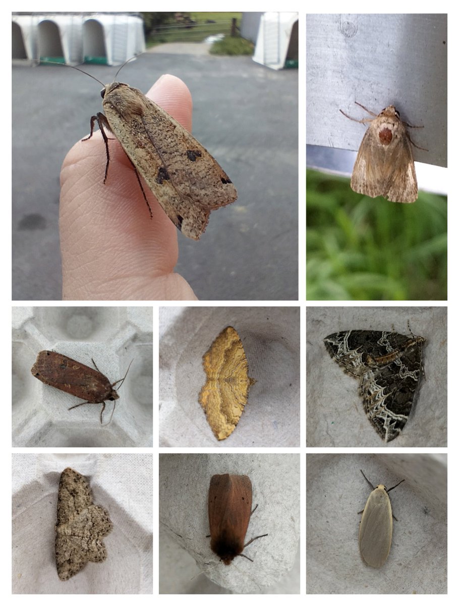 Vorig weekend konden de LED-emmers eindelijk weer een keer geplaatst worden tussen de regen door. 33 #nachtvlinders was het resultaat, een impressie van de soorten:

#boerennatuur #insectenopdeboerderij #biodiversiteit