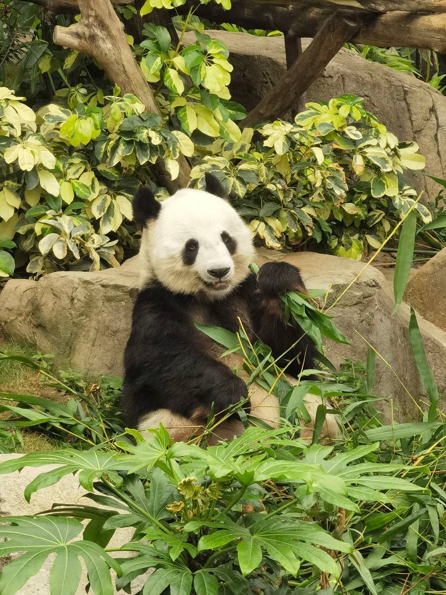 perrychen03's tweet photo. 🐼 https://t.co/1xRcyTeoEe