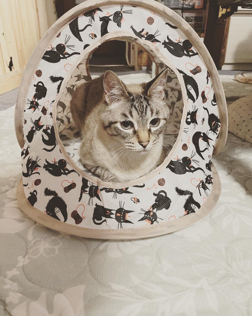hakiriko's tweet photo. ねこのきもちの付録がキャットテントで早速セッティングしたら、この状態☺️
新しい物好きのぽんちゃんが一番乗りでした笑
#ねこのきもち付録
#キャットテント
#ぽんちゃん https://t.co/COMhHzr6ri