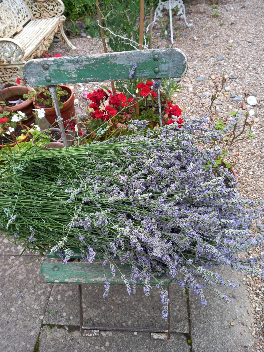 Old English Lavender from our garden. So pleased we got this cut last night before that torrential rain. Tie, hang and dry now.

#oldenglishlavender #butlerandsweatman #Ledbury