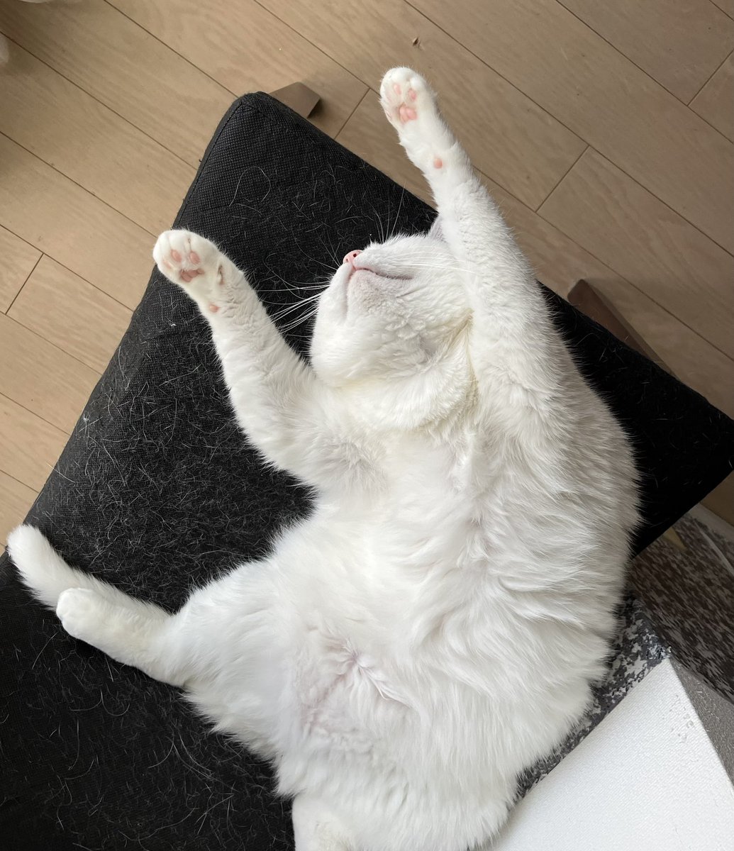 ralamaruchan's tweet photo. もう　お手上げ〜

毎日あつい

#猛暑
#でもヤセない
#猫のいる暮らし
#しろねこ https://t.co/DsIJtjx6aO