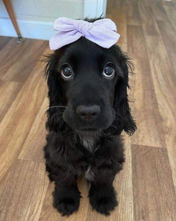 𝕏 Dogs tweet media