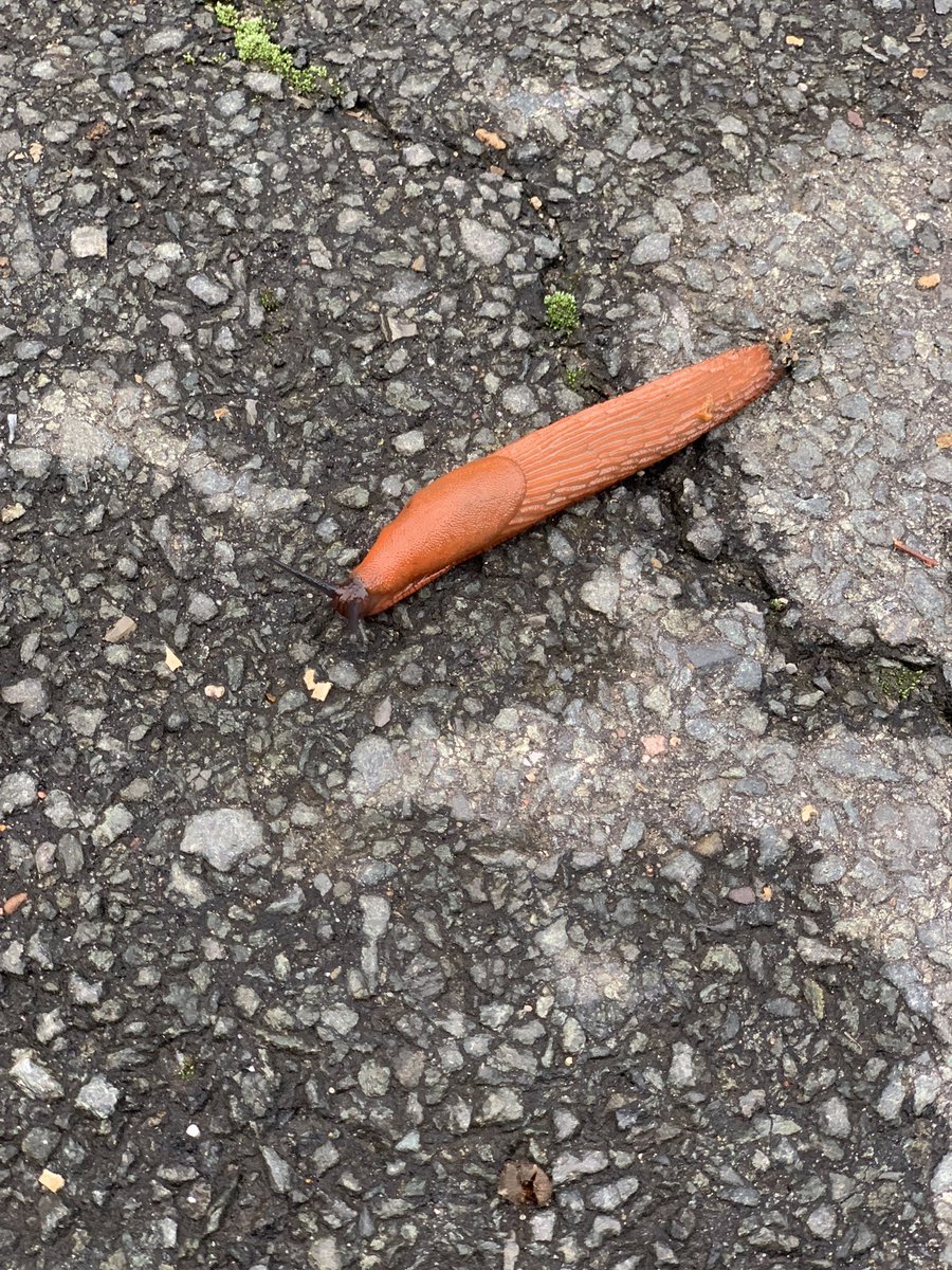 ElssadiI's tweet photo. 🐌🧡🧡. https://t.co/l1qxCcPtir