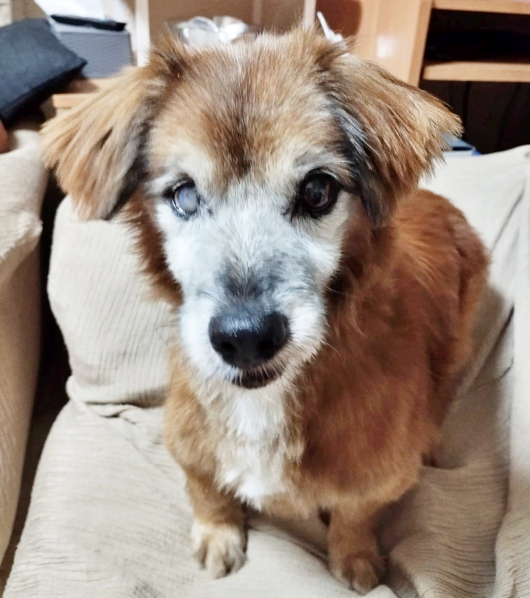 SosAbuelos1's tweet photo. #SEVILLA
Necesitamos que nos ayudéis con la difusión del precioso abuelito #CURRO de 10 añitos. Necesita encontrar un hogar después de un pasado duro e injusto.

Adorable. El amor que Currito es capaz de dar, es infinito. 

Sólo tiene unas poquitas cataratas y un soplillo en el corazón que de momento no necesita ni medicación ni ná. Así que Curro promete dar mucha guerra y pedir muchas caricias durante un largo tiempo. 

contacto@megacan.org
