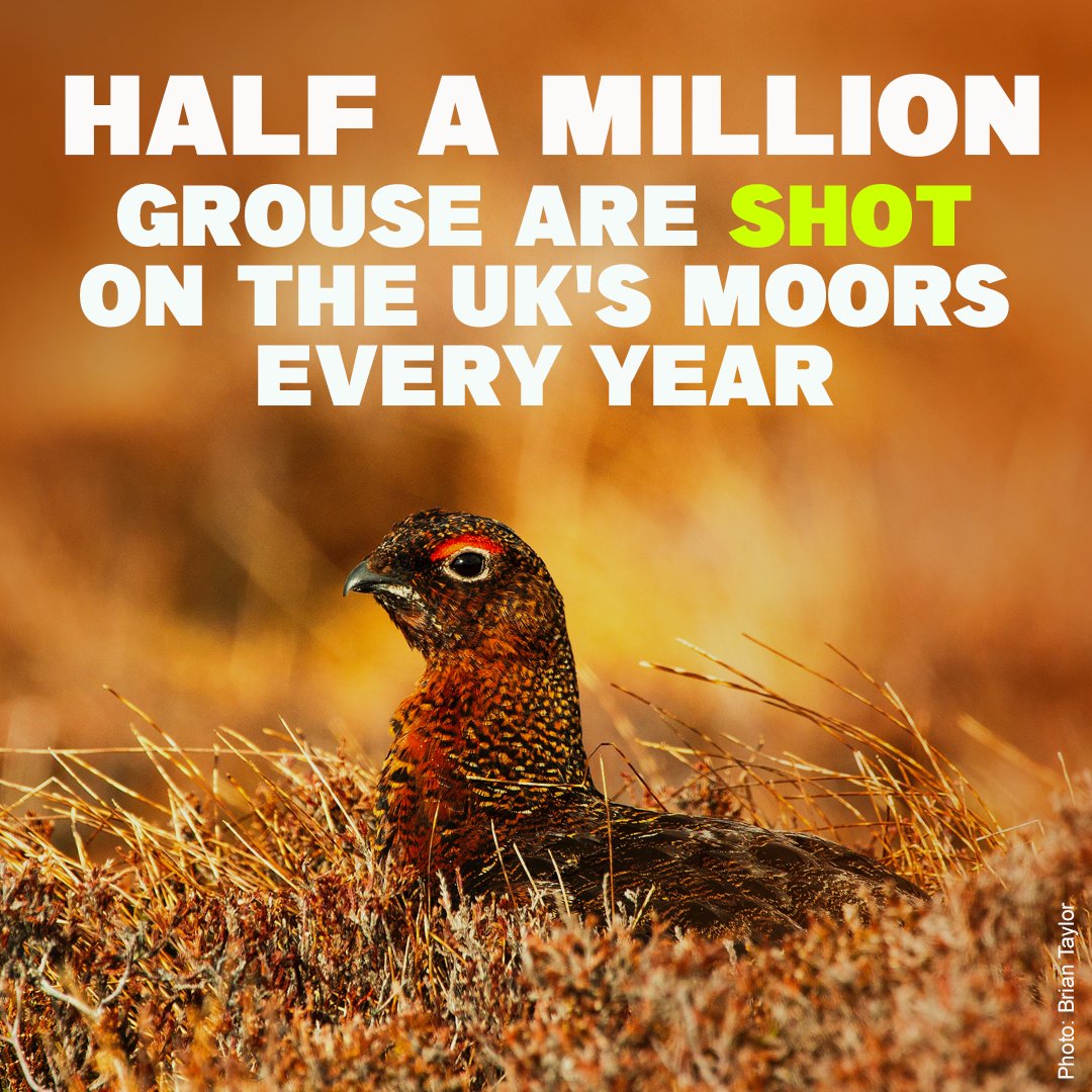 wildmoorsuk's tweet photo. Behind every shot grouse is a moorland where foxes, stoats and weasels have suffered in traps and snares, and carbon-rich peatland has been set ablaze.

Ahead of the shooting season opening on 12 August, we're calling on @DefraGovUK to bring this damage and destruction to an end. https://t.co/7QUNbHYJR3