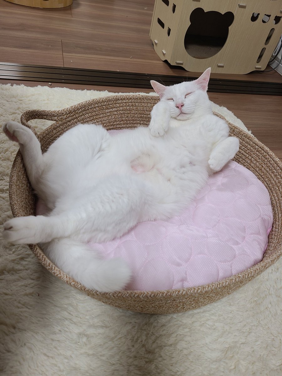 Tomonekoww's tweet photo. 世界が平和になりますように。 https://t.co/GBTEpjTuFI