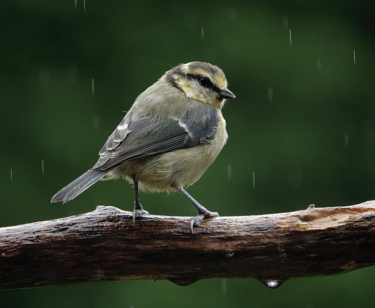 The bloody continual rain is really getting on my tits.....and my goldfinches and my robins etc #birdphotography @RSPBbirders #TwitterNatureCommunity #BBCWildlifePOTD @ThePhotoHour @wildlifemag @Britnatureguide #photooftheday @Team4Nature @Natures_Voice @Birdsoftheworld #bluetit