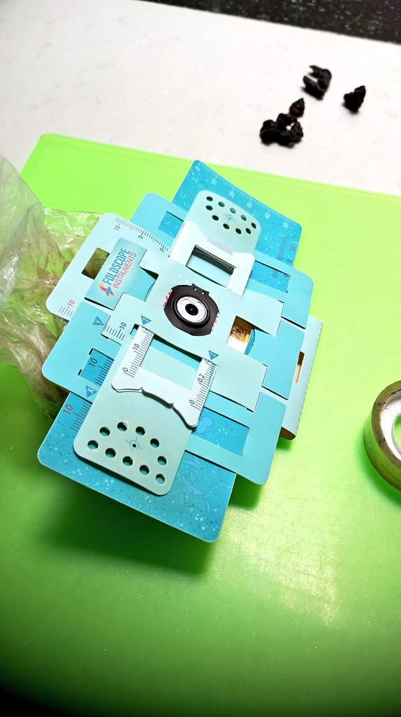 Dinesh9145's tweet image. Discovered with the #Foldscope: Acari (mites) and lice found in spoiled dry grapes. 🍇🔍 These tiny creatures enjoy the moist environment of spoiled fruits. Remember to dispose of affected grapes to avoid further infestation. #Microscopy #NatureDiscovery 🐜🍇