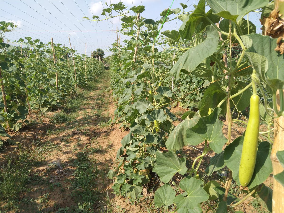 klsuneeta's tweet photo. जिला चित्रकूट ब्लाक मऊ बोझ‌ फारम‌ यहा‌ देशी खाद्य‌ खेती की जा रही

@KhabarLahariya @klmeera @kl_Geeta @klshivdevi @kl_Nazni @suneeta158 https://t.co/M06ee3drzx