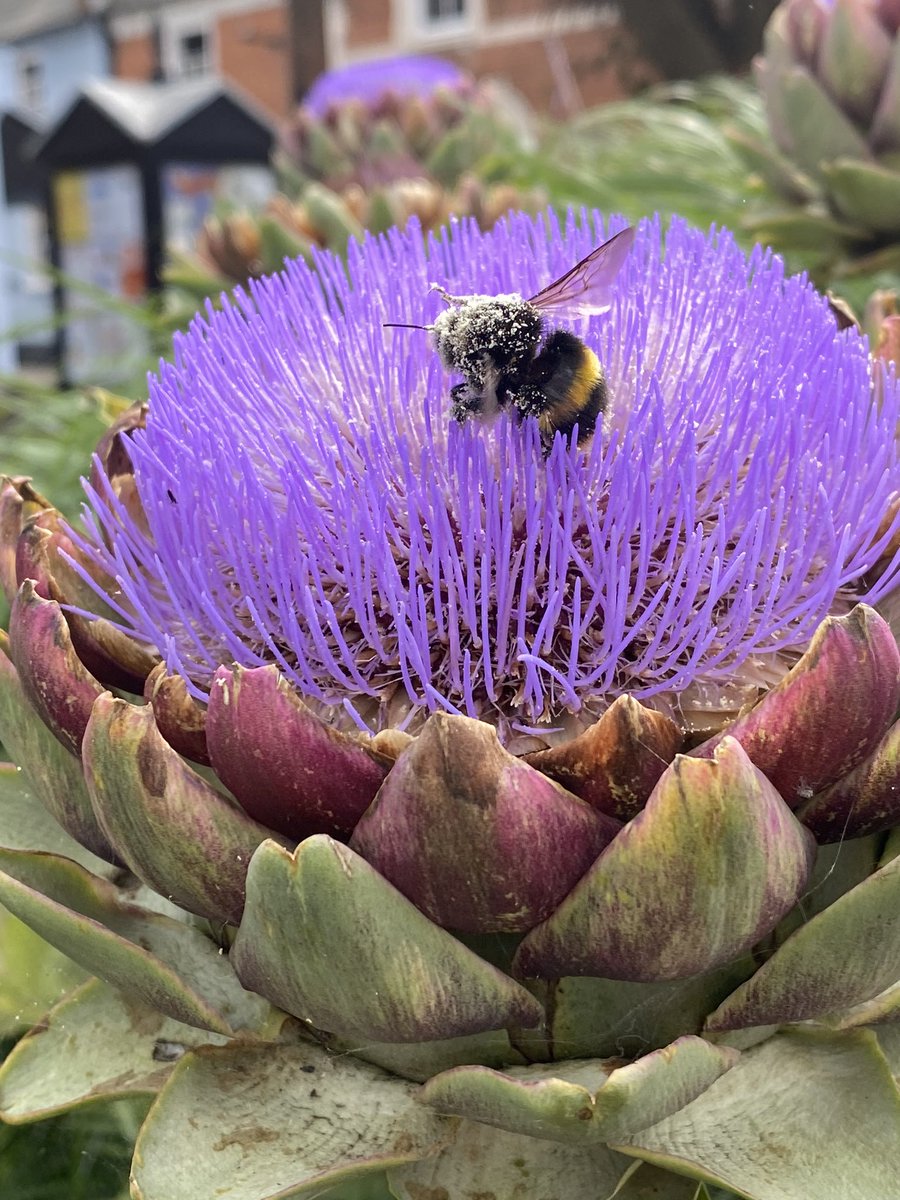 SonyaCDodd's tweet photo. This bee must be so happy! https://t.co/c5l7HaetpC