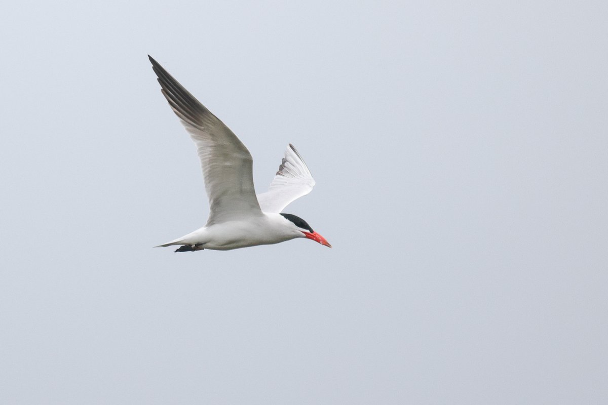 Tom Shevlin tweet media