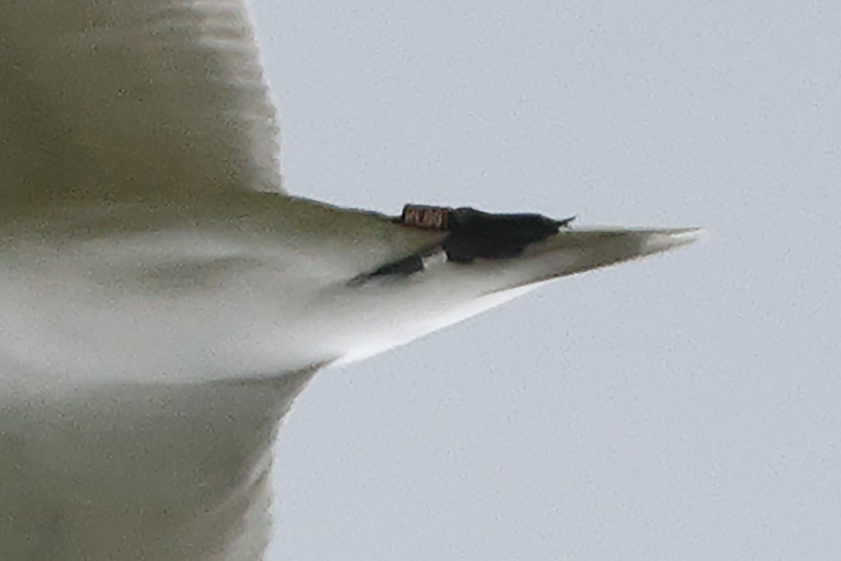 Tom Shevlin tweet media