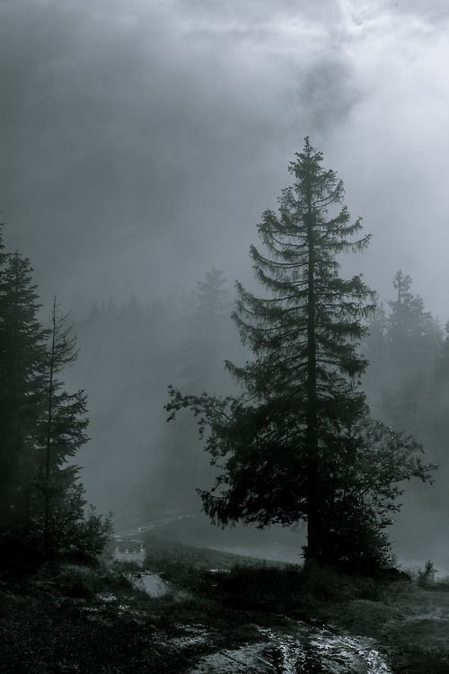 elemmiressoul's tweet image. foggy mountains.