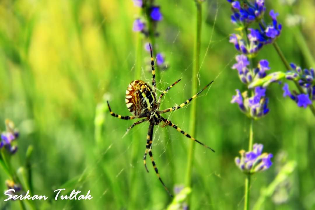 Fotoğraf 📷 Serkan Tultak  #Mersin
#nikond7200 #nikon_turkiye #nikonturkiye #nikond7200photography #lestguide #worldtourists #places #fotoğraf #gununkaresi #natgeotravel #travelphotography #naturephotography #thegezginler #photooftheday #travel #gezelimgörelim
