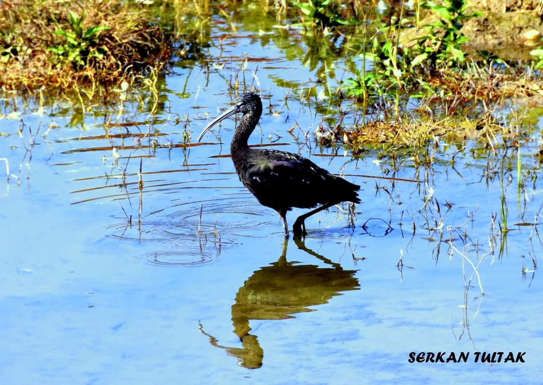 Fotoğraf 📷 Serkan Tultak  #Mersin
#nikond7200 #nikon_turkiye #nikonturkiye #nikond7200photography #lestguide #worldtourists #places #fotoğraf #gununkaresi #natgeotravel #travelphotography #naturephotography #thegezginler #photooftheday #travel #gezelimgörelim