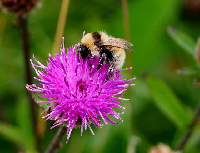 Great Yellow Bumblebee Project tweet media