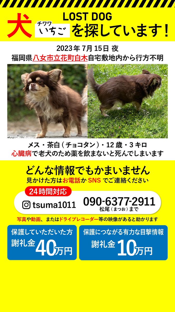 tsumatsumayouji's tweet photo. 捜索21日目。いまだ有力情報なし。何卒拡散お願いいたします。
#迷い犬
#八女
#福岡 
#チワワ https://t.co/Zc96ebjC0b