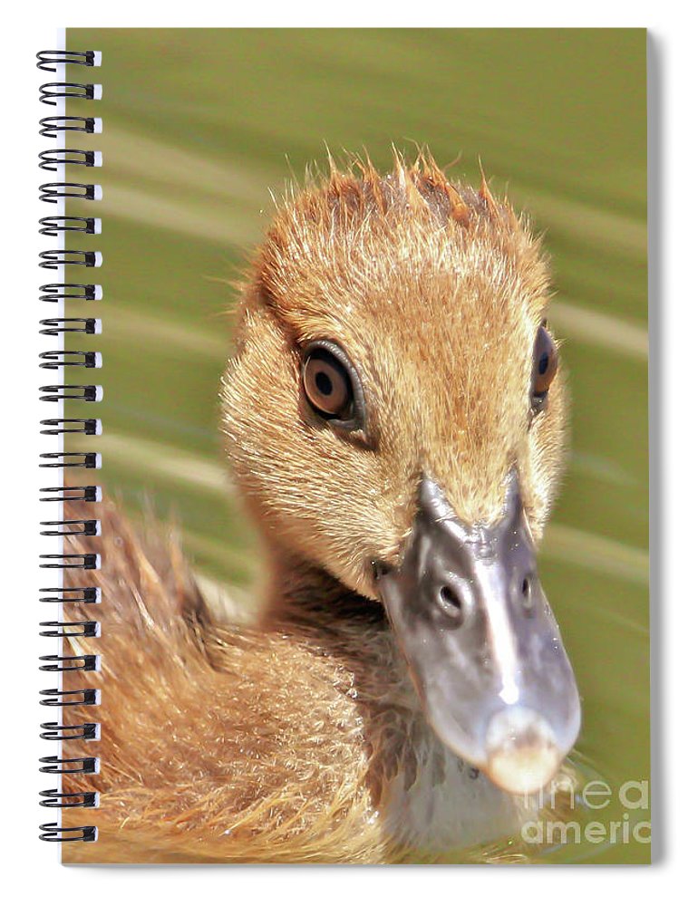 Bring some #nature and #wildlife with you as you go #backtoschool🤎
#wildlifephotography #Muscovyduckling #naturelovers 

'Just Cute Little Me' #totebag and spiral #notebook is available in my shop at 3-joanne-carey.pixels.com 🤎
#AYearForArt #gifts #shopsmall