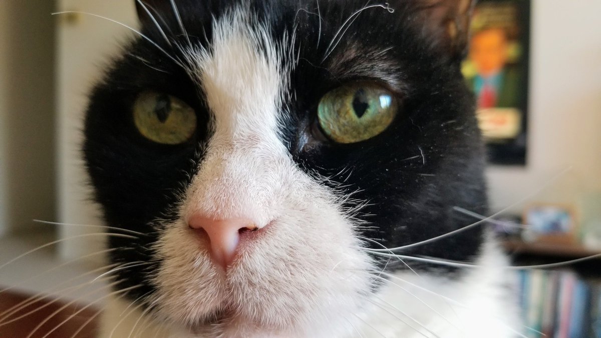 HalifaxAuthor's tweet photo. Happy Caturday from Wanda and me! Wanda is pointing out that it was Mother Nature who woke me up at 4am this morning, and not her. πβ€π¨π¦πβ #ProudCatDad #Caturday @NSSPCA #nsspca #ThunderstormsAgain https://t.co/IGk9Nkbhj7