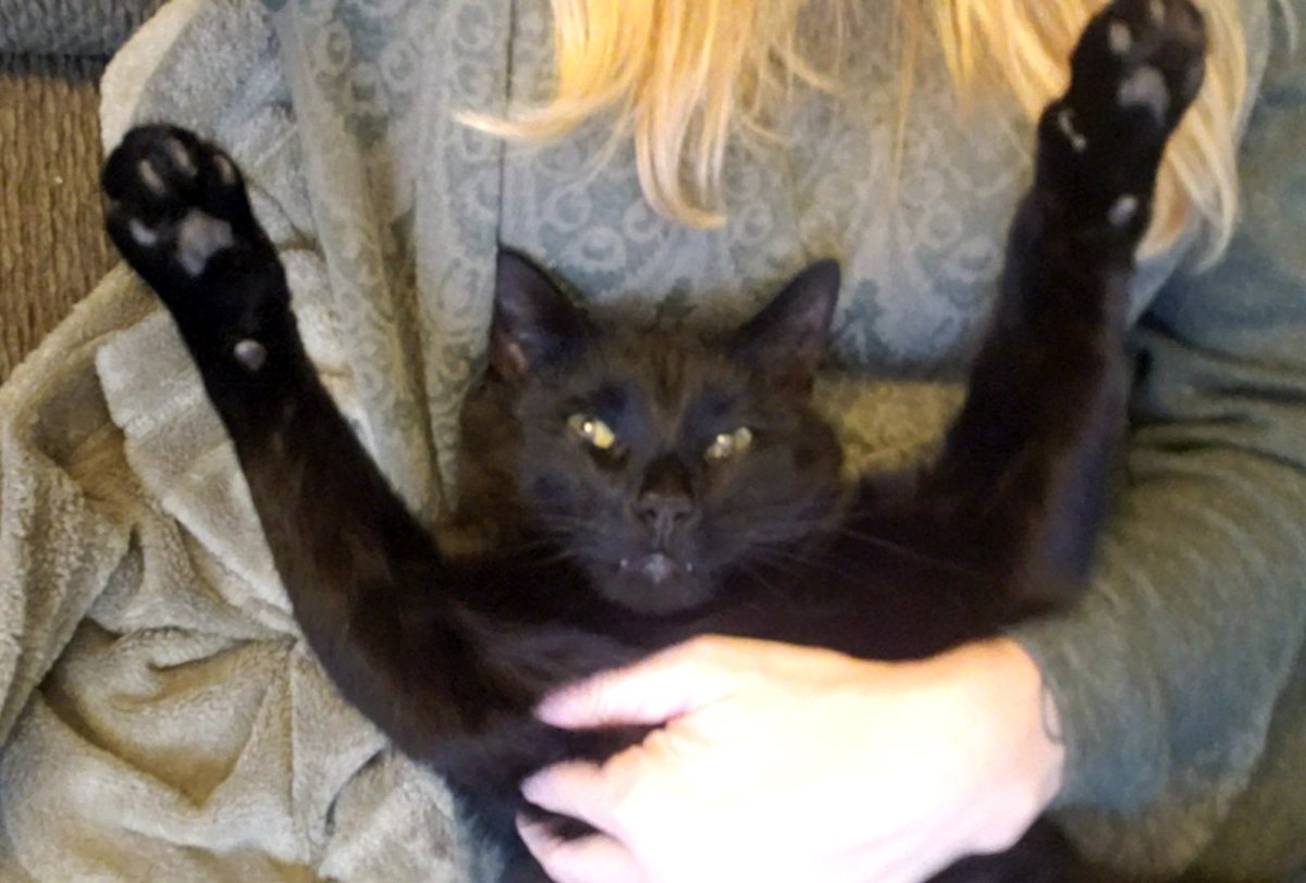 BabyPanther3's tweet photo. #Caturday #BlackCat #cutecats #CatsOfTwitter #CatsOfX
Look at me.  I'm Baby Panther. https://t.co/4p79P2g0uw