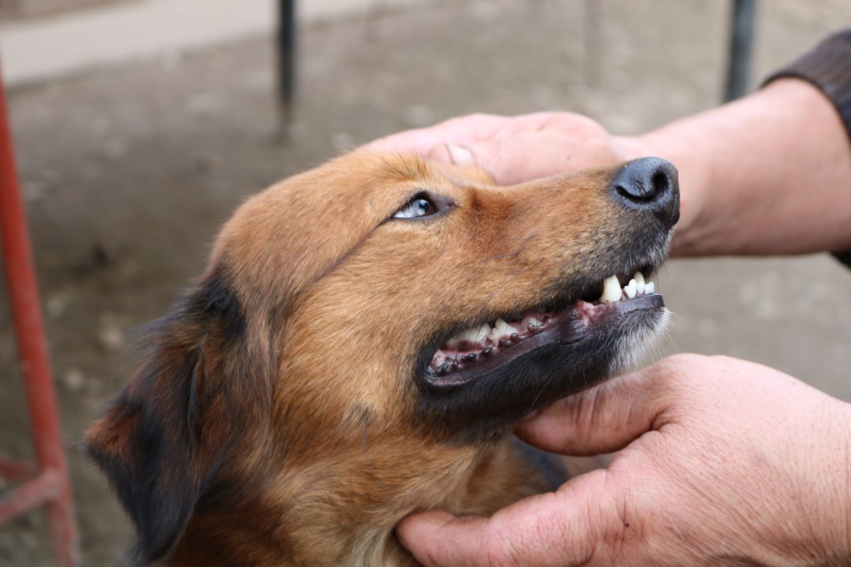 30DayPuppyPlan's tweet image. 🐾🦴🐶🐾 Decoding Canine Body Language: Understanding the Various Types of Communication in Dogs 🐾🦴🐶🐾

🐶🐾 simplydogarticles.com/decoding-canin… 🦴🐶

#dogcommunication #dogtalking #understandingdogs #dogknowledge