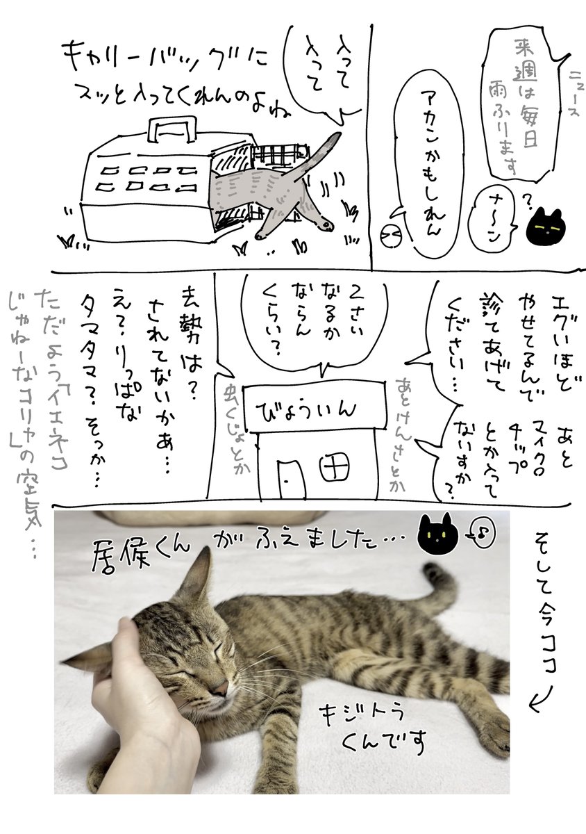 めちゃ雑の絵日記 こういうわけで今居候くんがいますという報告