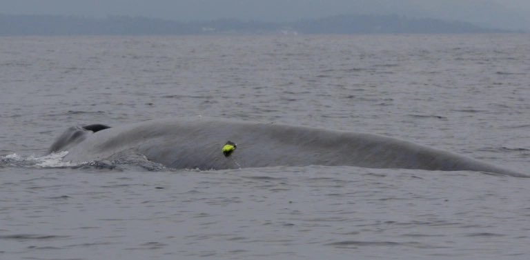 🚨New on the blog🚨

"Wind, sea and songs: tracking whale movements using bioacoustics in Monterey Bay, California" 

Will Oestreich (Monterey Bay Aquarium Research Institute) tells us how to harness the power of sound to track whales underwater  🔊🐋🎶

➡️besmovesig.wordpress.com/2023/08/04/win…