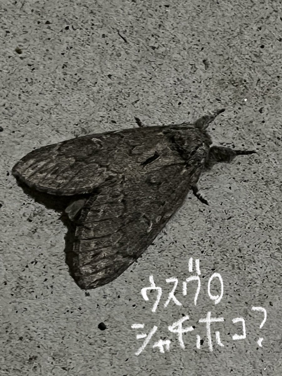 「最近の蛾です 好きな方いたら見て〜」|yukijiのイラスト